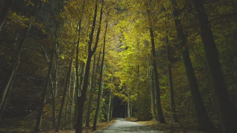 Creative lighting of a Forest landscape using a drone Видео 143070587