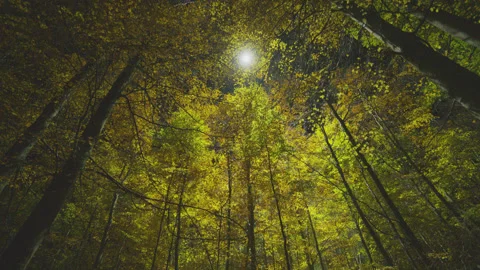 Creative lighting of a Forest landscape using a drone Vídeo Stock 143071156