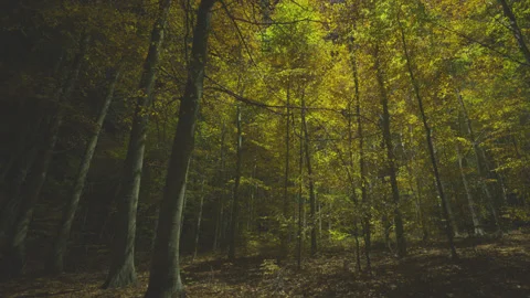 Creative lighting of a Forest landscape using a drone Видео 143071637