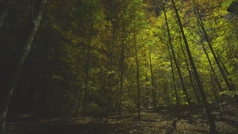 Creative lighting of a Forest landscape using a drone Видео 143071812