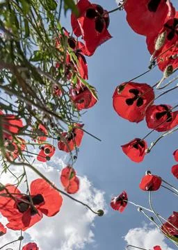 Creative Low Angle View of Red Poppy; Spring Floral Background Stock Photos