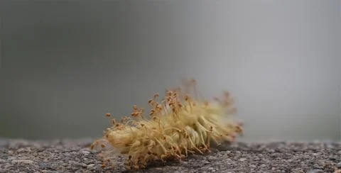 Creative macro photography with focus stacking at sunset in jena Stock Photos