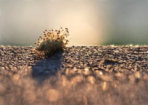 Creative macro photography with focus stacking at sunset in jena Foto stock