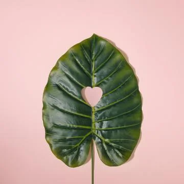 Creative minimal flat lay with green leaf and heart shape inside of it. Trend Stock Photos