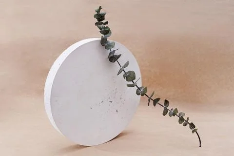 Creative minimalist composition with concrete circle and eucalyptus brunch. Stock Photos