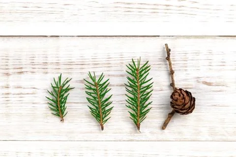 Creative minimalistic composition with green three fir tree branches and one  Photos