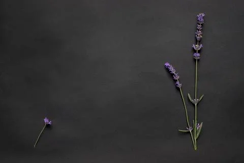 Creative mockup of three sprigs of lavender on black background Foto stock