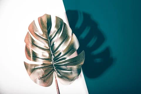 Creative, modern background with tropical leaf Stock Photos