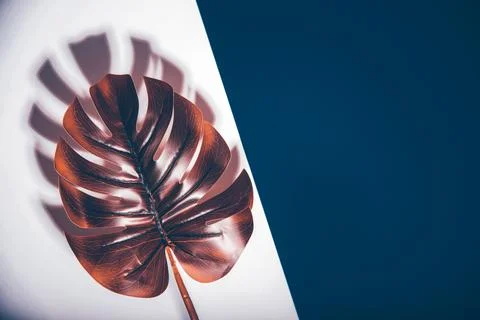 Creative, modern background with tropical leaf Stock Photos