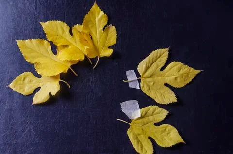 Creative multitask background with fallen leaves and duct tape on black backg Stock Photos