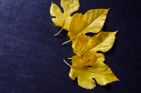 Creative multitasking background with fallen leaves on black background. Stock Photos