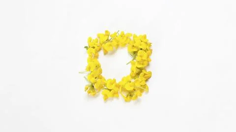 A creative natural composition of wild yellow flowers arranged in a square sh Stock-Fotos