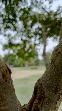 Creative natural framing V shaped fork tree trunk blurred green garden Fotos Stock