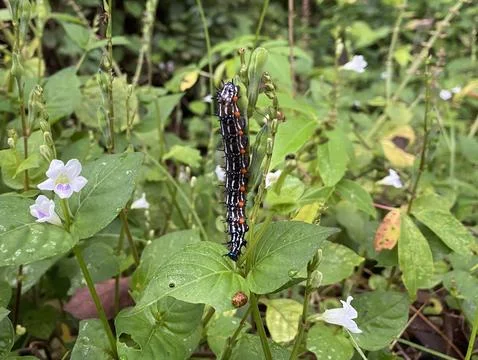 Creative nature background a caterpillar has a beautiful colors Stock Photos