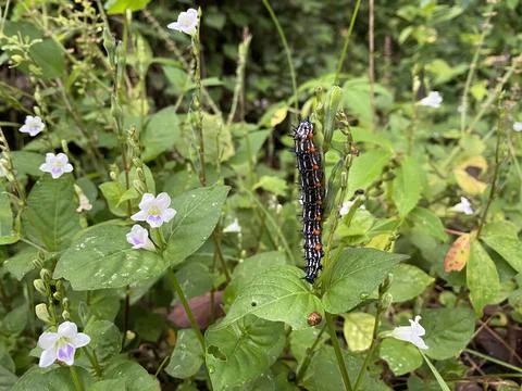 Creative nature background a caterpillar has a beautiful colors Stock Photos