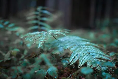 Creative nature background. Dark forest with green plants. Toned leaves. Natu Foto stock