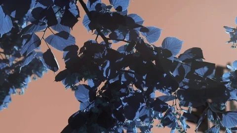 Creative Nature Stock Footage 103463094