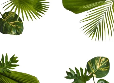 Creative nature layout made of tropical leaves Stock Photos