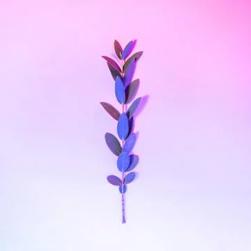 Creative neon background with leaves. Multicolor abstract backdrop with shiny Stock Photos