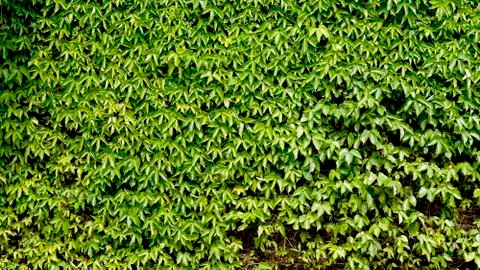 Creative park with green leaf texture and material background Stock Photos