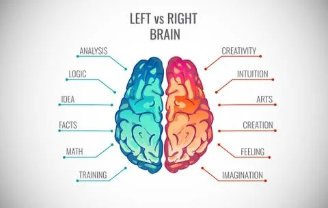 Creative part and logic brain part vector illustration Illustration