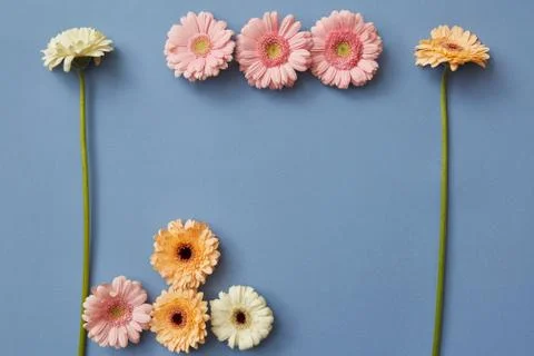 Creative pattern of colorful gerberas on a blue paper background. Stock-Fotos