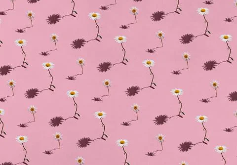 Creative pattern of daisy flowers on pink Stock Photos