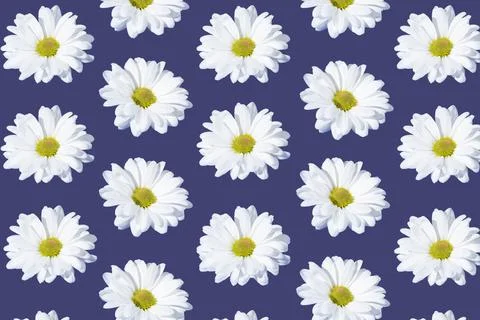 Creative pattern made of daisies isolated on a purple background Stock Photos