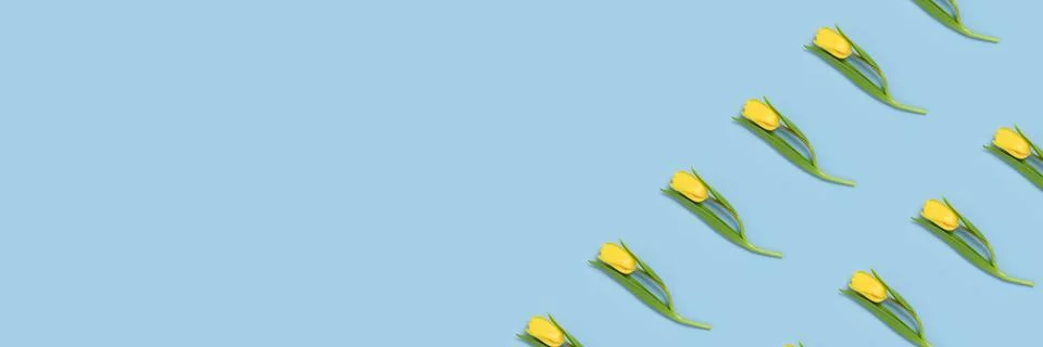 Creative pattern made of tulip flowers on a blue background. Stock Photos