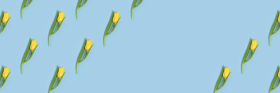 Creative pattern made of tulip flowers on a blue background. Stock Photos