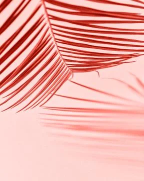 Creative pattern from palm leaf with shadows on a on a color of the year 2019 Stock Photos