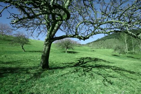 Creative photo of a tree Foto stock