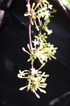 Creative placement of beige floral objects Stock Photos