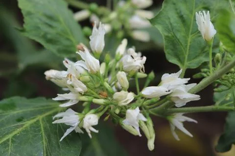 Creative placement of beige floral objects Stock Photos