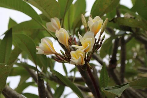Creative placement of beige floral objects Stock Photos