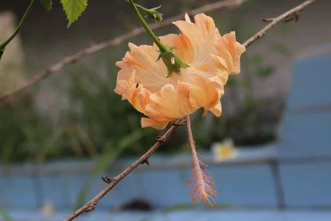 Creative placement of beige floral objects Foto stock