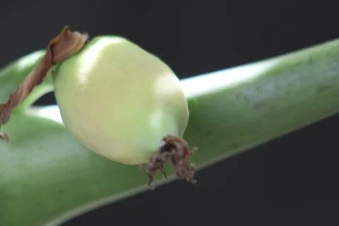 Creative placement of beige floral objects Stock Photos