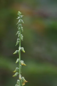 Creative placement of beige floral objects Stock Photos