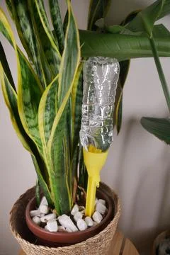 Creative plant watering using a recycled bottle trick Foto stock