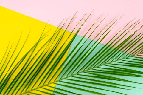 Creative pop layout made of tropical palm leaf lying diagonally on colorful pink Stock Photos