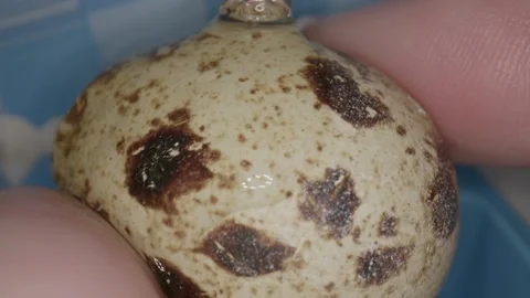 Creative process unfolds as miniature cookware sizzles in a tiny kitchen Video stock 286894240