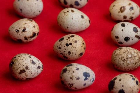 Creative quail egg layout on red background. Happy easter concept. Minimal de Stock Photos