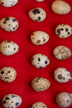 Creative quail egg layout on red background. Happy easter concept. Minimal de Stock Photos