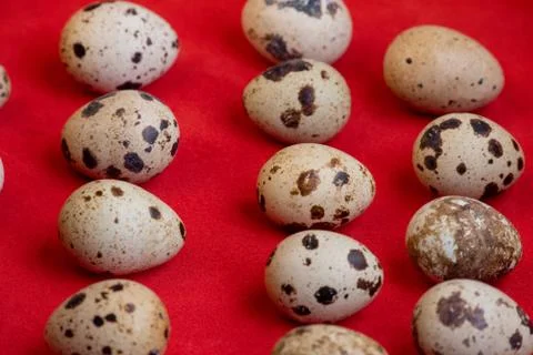 Creative quail egg layout on red background. Happy easter concept. Minimal de 스톡 사진