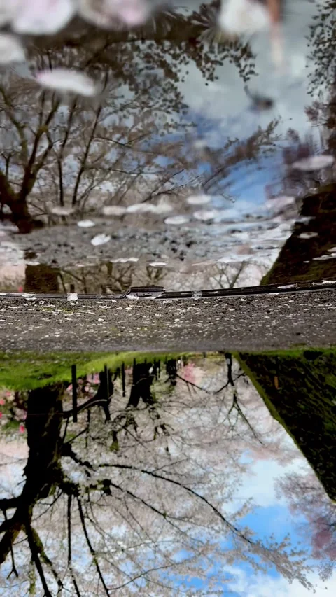 Creative reflections of cherry blossoms at Takato Castle Park Stock Footage 278004724