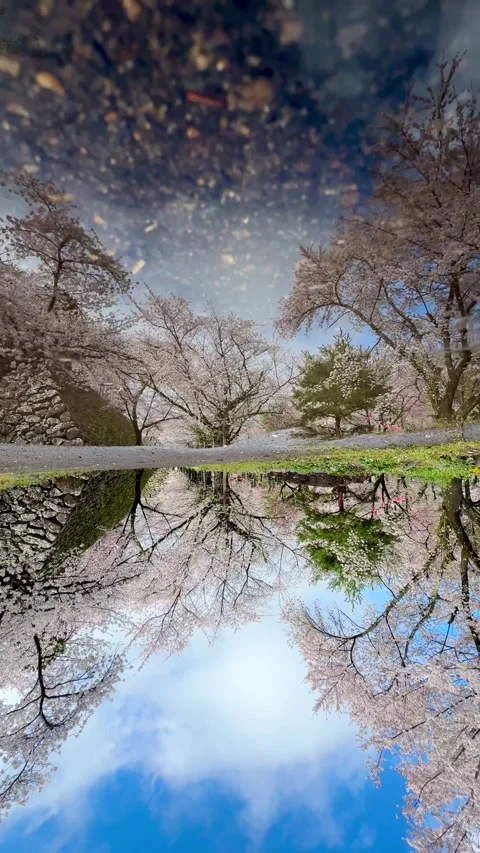 Creative reflections of cherry blossoms at Takato Castle Park Stock Footage 278004737