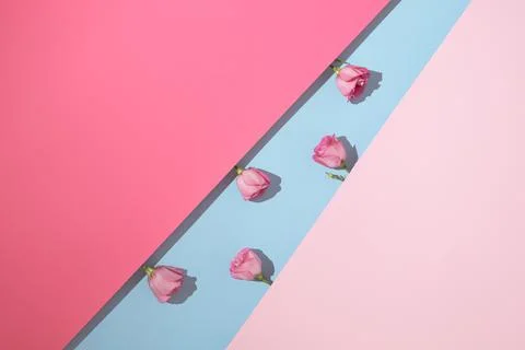Creative romantic flat lay with pink roses on colorful pastel background. Min Foto stock