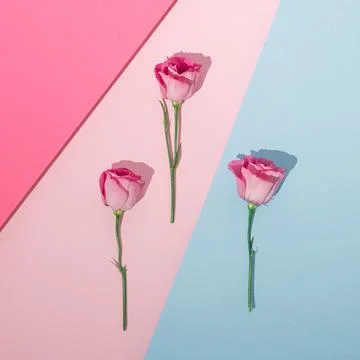 Creative romantic flat lay with pink roses on colorful pastel background. Min Stock Photos