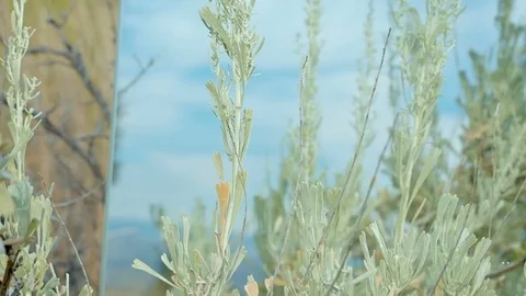 Creative rotating sagebrush and blue sky mirror desert time lapse Stock Footage 81800583