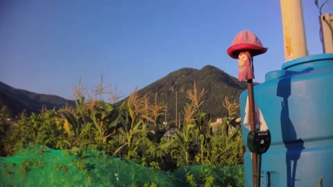 Creative scarecrow device with a cute hat protecting corn crops from birds in fa Stock Footage 340579797